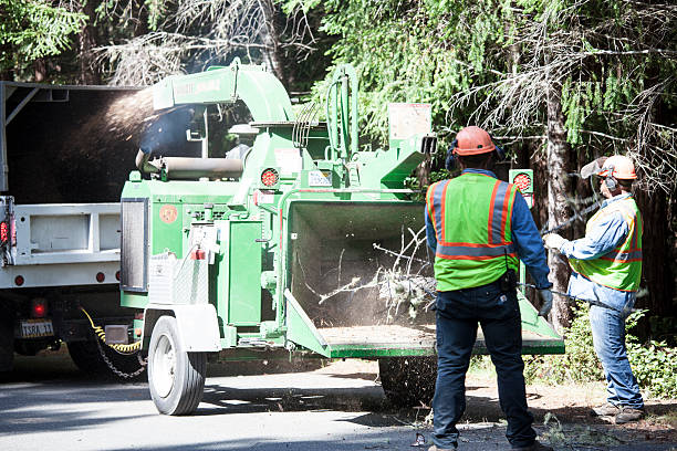 How Our Tree Care Process Works  in  St John, MO